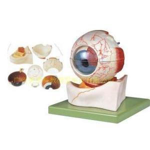 Modèle agrandi de la structure de l'œil ; modèle agrandi de l'œil ; modèle d'anatomie oculaire ; modèle d'œil - Product Image 2