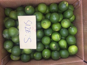 TAUX FLAT Frais sans pépins citron vert citron fruits frais sans graine de la ferme du Vietnam LINDA WHATSAP LINDA 0084 989 322 607 - Product Image 5