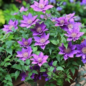 Variété de vigne de clématite originale, facile à cultiver, pour la décoration des jardins fleuris et l'aménagement extérieur - Product Image 4