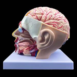 Modelo de Anatomía de cabeza adjunta al cerebro unilateral desmontable de grado médico modelo de investigación de laboratorio de enseñanza de educación médica - Product Image 3
