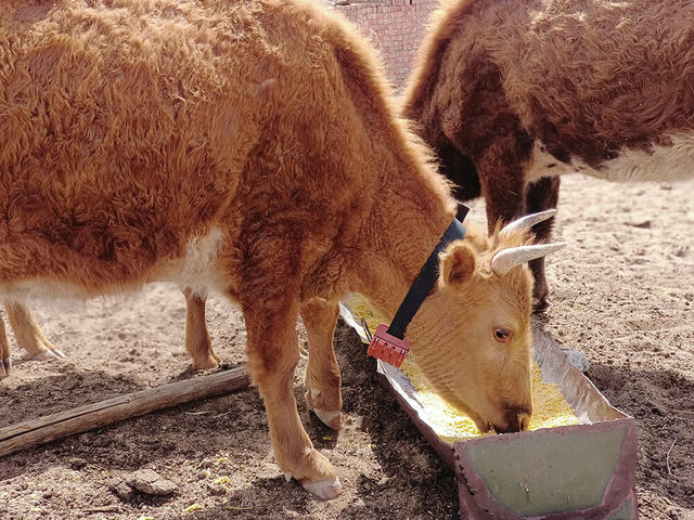 Lora Cattle Tracker Livestock Tracking Device for Sheep Cows Camels Horses-Outdoor Use