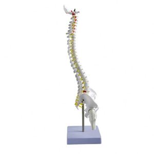 Modelo <span class=keywords><strong>de</strong></span> esqueleto humano <span class=keywords><strong>de</strong></span> 45cm para ciencia médica con hernia <span class=keywords><strong>de</strong></span> disco, Nervio, columna Cervical, columna Lumbar, pelvis y <span class=keywords><strong>huesos</strong></span> <span class=keywords><strong>de</strong></span> las piernas - Product Image 1