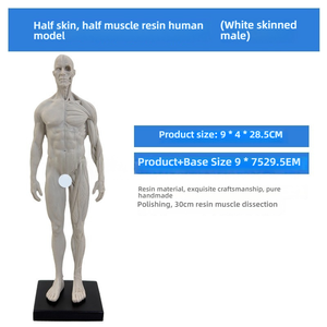 Modèle d'anatomie artistique de 30cm en résine PVC Structure musculaire et squelettique pour dessin et sculpture pour l'enseignement des sciences médicales - Product Image 6