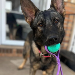 Nuovo Arrivo: Pallina da Tennis Personalizzabile con Logo per Cani, Porta Palline da Tennis in PVC, Guinzaglio per Cani per Giochi all'Aperto - Product Image 5