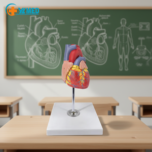 Modelo Anatómico Cardíaco Humano de PVC de Tamaño Real, con 34 Marcas, para Enseñanza Médica, con Certificación CE/ISO - Product Image 1