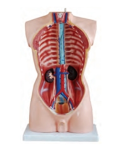 85cm Nam thân trên 19 phần - Product Image 5