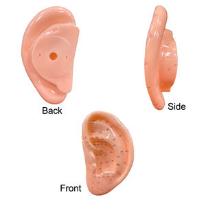 Yüksek kaliteli ürünler 13/22cm kulak akupunktur modeli profesyonel akupunktur noktası öğrenme ekran laboratuvar malzemeleri akupunktur - Product Image 3