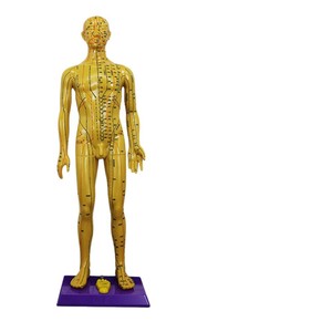 Modelo de Acupuntura de Meridianos Humanos, 58 cm, Femenino, PVC Blanco Bronce, para Enseñanza, Demostración, Ciencia Médica, Exhibición - Product Image 3