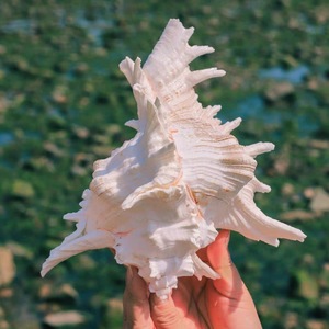 Hot bán hàng thủ công thực sự đánh bóng tự nhiên vỏ biển trang trí nội thất với vít Seashell loại - Product Image 6