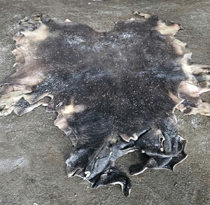 High-<b>Strength</b> Double Faced Wet Salted Cowhides and Buffalo Hides Raw Material for Leather Production - Product Image 1