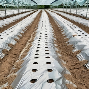 <span class=keywords><strong>Film</strong></span> de paillage perforé Pro PE blanc-noir 1,2 m, blanc réfléchissant, bloque l'herbe, trous de plantation - Product Image 2
