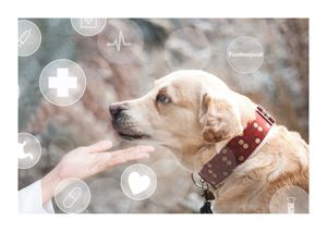 Canine Relaxin (RLN) Antigen Rapid <strong>Test</strong> Kit Wholesale 10T/Kit Easy Operation for Whole Veterinary <strong>Test</strong> <strong>Strips</strong> - Product Image 4