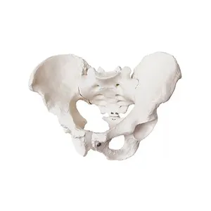 DARHMMY Life-Size Adult Male Pelvis Model Medical Teaching Skeleton with Human Bone for Medical Science