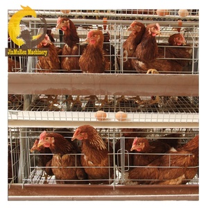 Jinmuren-jaula automática para pollos, gran oferta, tipo A, con batería - Product Image 1