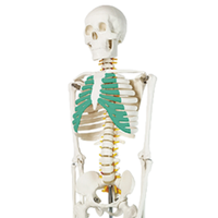 XX-A105IING 85 cm vert modèle de Cage thoracique squelettique humaine outil d'enseignement des sciences médicales pour la démonstration de la maladie
