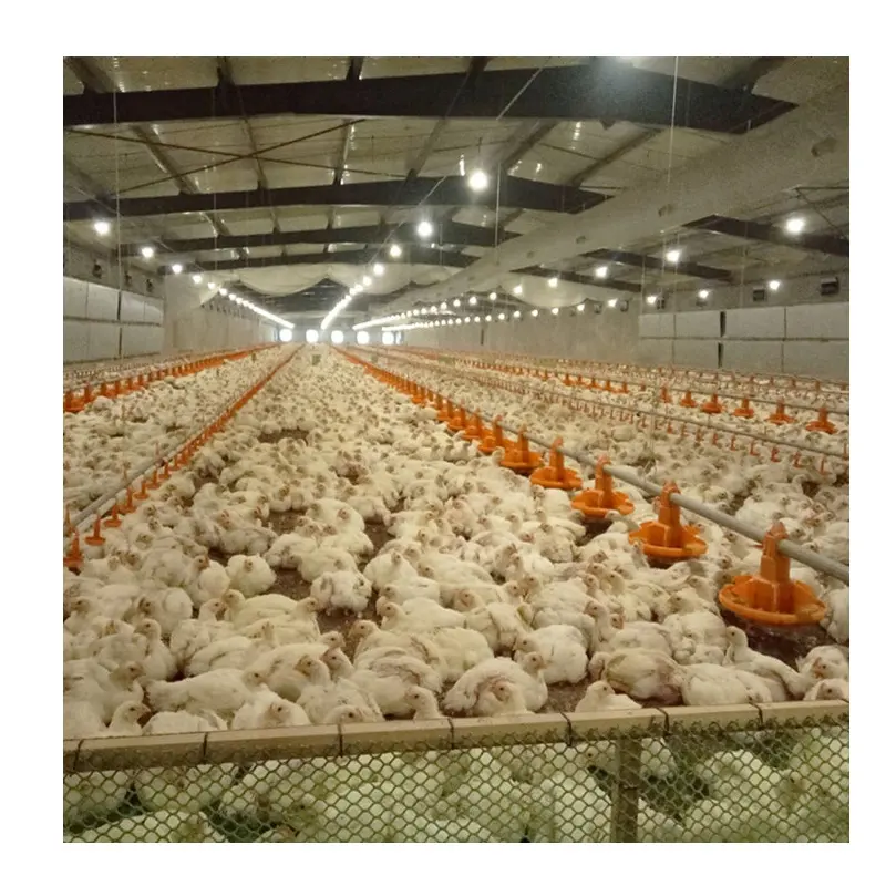 Free Range Complete Automatic Poultry Feeder Farm Equipment Breeding Broiler Chicken House Farm Pan Feeding Line System