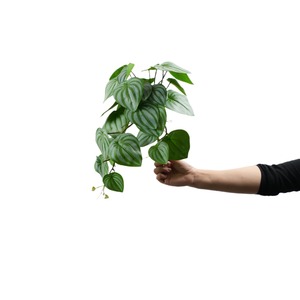 Décoration suspendue au plafond pour Restaurant Plantes vertes artificielles Fleurs de vigne Tissu Matériel Faux Fleurs pour l'obtention du diplôme - Product Image 6