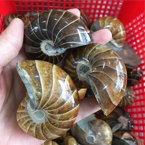 Hochwertiger natürlicher Ammonit-Fossil stein zur Dekoration