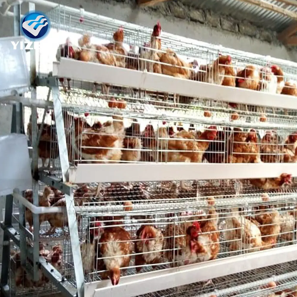 Anping ilçe tasarım katmanı tavuk fabrika A tipi galvanizli Broiler üreme kafesi 48 kapasiteli Broiler tavuk kafesi