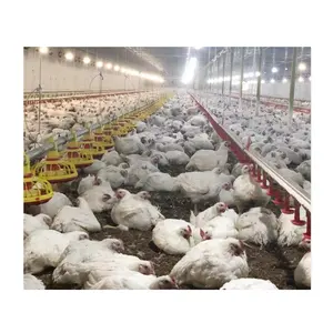 Hayvan kafesi 2021 Broiler katmanlı ev tavuk döken kümes hayvanları çiftlik bina