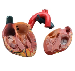 Модель человеческого сердца 4 раза в жизни, 3 части, модель анатомического образования, медицинское обучение, модель сердца - Product Image 2