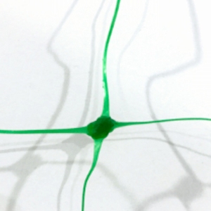 Filet de soutien pour <span class=keywords><strong>plantes</strong></span> 8gsm - 15x15cm pour légumes grimpants - Product Image 3