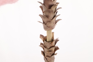 Árbol de Yucca Artificial de Plástico con Tacto Real para Interiores y Exteriores, Planta de Simulación, Árbol de <span class=keywords><strong>Agave</strong></span> Artificial, Yucca Artificial al por Mayor - Product Image 6