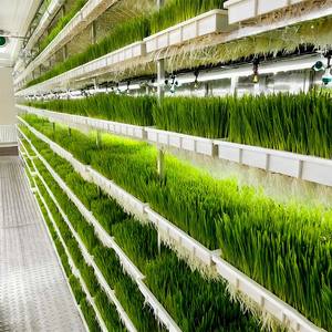 High-Yield Barley <b>Oat</b> Forage Container - Rapid Germination Hydroponic Grow System for Poultry & Dairy Cattle - Product Image 2