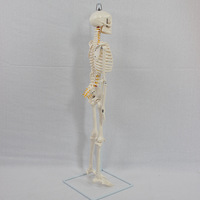 Modelo de esqueleto humano SCIEDU de 85 cm, modelo de huesos anatómicos flexibles para colgar, para la enseñanza y formación en anatomía médica.