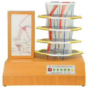 Modello delle manifestazioni dei riflessi spinali e delle lesioni - Product Image 1