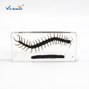 Especímenes encolados de centípedas y milípedas; especímenes encolados para materiales didácticos de biología en escuelas primarias y secundarias. - Product Image 5