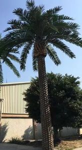Árboles de algas marinas, árboles de coco Neptuno, palmeras artificiales, plantas artificiales grandes para exteriores - Product Image 2