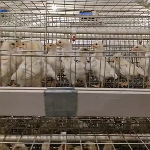 מותאם אישית סוג broiler קצירת אוטומטי כלובי סוללה 60000-80000 ציפורים קיבולת העוף ריצפה קול חדש - Product Image 3