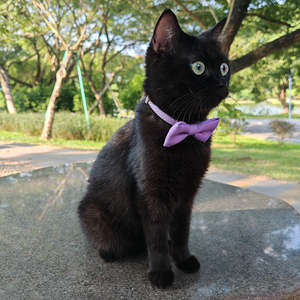도매 조정 가능한 경량 부드러운 고양이 하네스 및 가죽 끈 세트 고양이 안전 걷기 및 여행 맞춤형 컬러 고양이 하네스 - Product Image 5