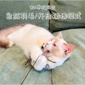 <b>Cat</b> <b>Toy</b> Wooden Handle Detachable Feather Bell Durable Scratch Resistant Pet Interactive <b>Toy</b> - Product Image 3