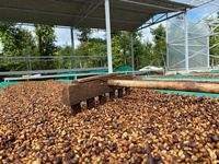 Café Robusta vietnamien de haute qualité, torréfié en grains entiers, 100% origine unique, emballage de 1 kg/sac, marque IIglobal, durée de conservation de 2 ans