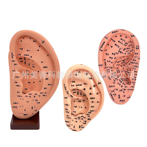 Modelo de acupuntura para oído, pie y mano, claramente grabado, para masaje auricular y acupuntura, 16 cm. - Product Image 2