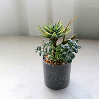 Fleurs artificielles en plastique, ornements créatifs, plantes succulentes en pot, décoration de la maison, accessoires de photographie, verdure artificielle, plantes à feuilles persistantes