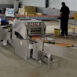 Mintai egg farm packer machine egg handling for poultry farm