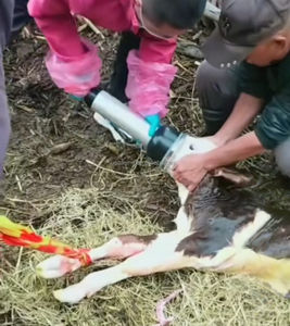 Pompe respiratoire pour veau |   Réanimateur pour veau nouveau-né avec embout en <span class=keywords><strong>silicone</strong></span> souple |   Noyau en acier inoxydable 304, alliage d'aluminium/plastique-acier - Product Image 6