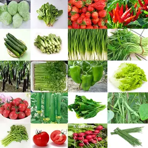 500-100Kg/Jam 2020 Sayuran Buah Segar, Mesin Pengiris Garis Pengeringan, Mesin Proses IQF, Produk Baru, 600 Multifungsi