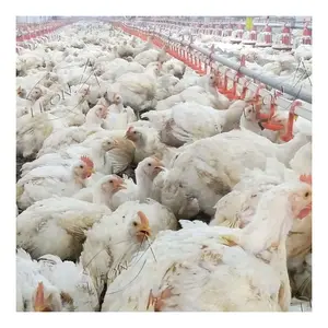 Allevamento di polli da carne automatico di piccole attrezzature a prezzi economici in vendita