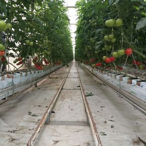 Hoja de plástico para PC Invernadero Marco de tubo galvanizado Casa verde con red de sombra - Product Image 4
