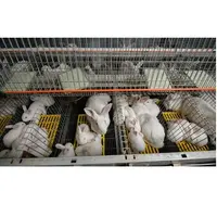 ארנב כלוב מקורה רבייה מגולוון חוט רשת חקלאות מסחרי כלובי חיות תעשייתי