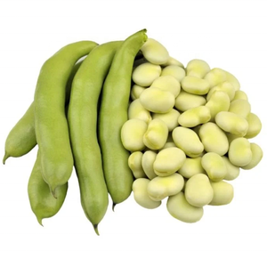 OEM ODM Kacang <span class=keywords><strong>Fava</strong></span> Hijau Kelas Makanan, Kacang <span class=keywords><strong>Fava</strong></span> Kering Bulat Kecil hingga Sedang, Ekstrak Biji, Grosir, Partai Besar - Product Image 4
