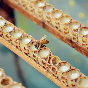 BEESTAR - <span class=keywords><strong>Jalea</strong></span> <span class=keywords><strong>Real</strong></span> Fresca 10-HDA 1.8% al <span class=keywords><strong>Mejor</strong></span> Precio, Venta al por Mayor de Productos Naturales de Abeja para el Cuidado de <span class=keywords><strong>la</strong></span> Salud - Product Image 4