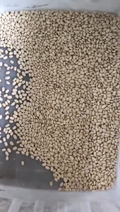 San ông Zhong tự động đậu SORTER Máy vành đai loại màu phân loại và hình dạng phân loại cho kastoria Khổng Lồ Trắng đậu - Product Image 4
