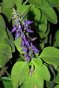 Ekstrak tanaman suplemen kesehatan ekstrak Coleus Forskohlii bubuk <span class=keywords><strong>Forskolin</strong></span> CAS 66575-29-9 20% ekstrak <span class=keywords><strong>Forskolin</strong></span> - Product Image 3