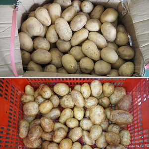 Machine à laver industrielle à bulles d'air pour légumes et fruits WA-U-3000, machine à laver les mangues - Product Image 5