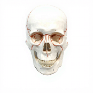 颅骨缝合模型（带编号）PVC材质VIC-SCIENCE品牌 - Product Image 1